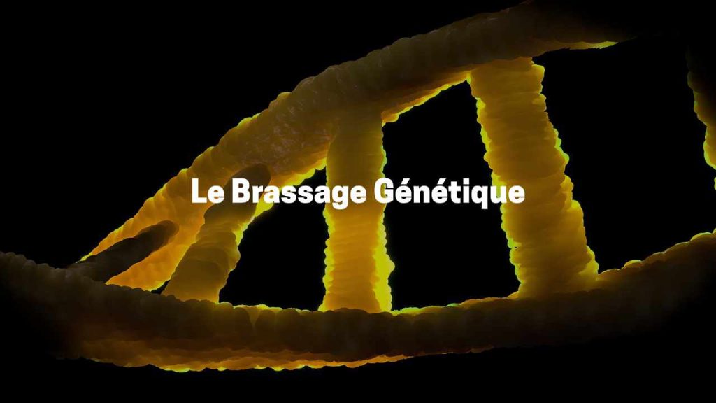 Le brassage génétique et sa contribution à la diversité génétique