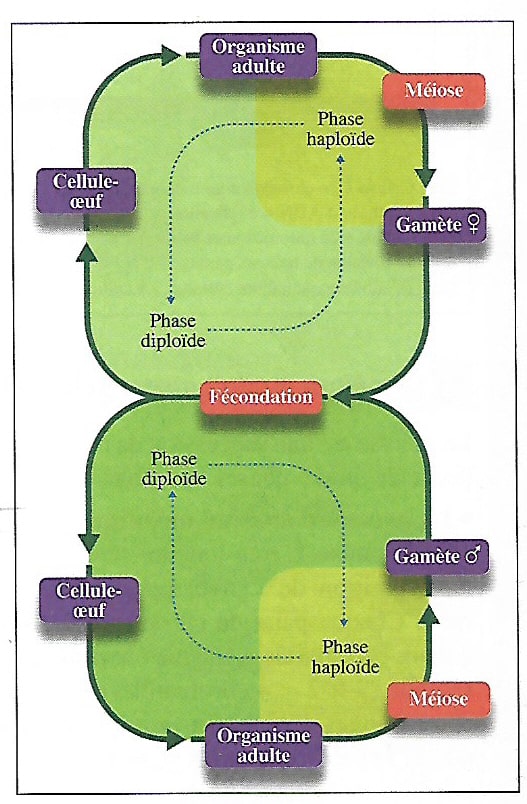 le cycle de développement