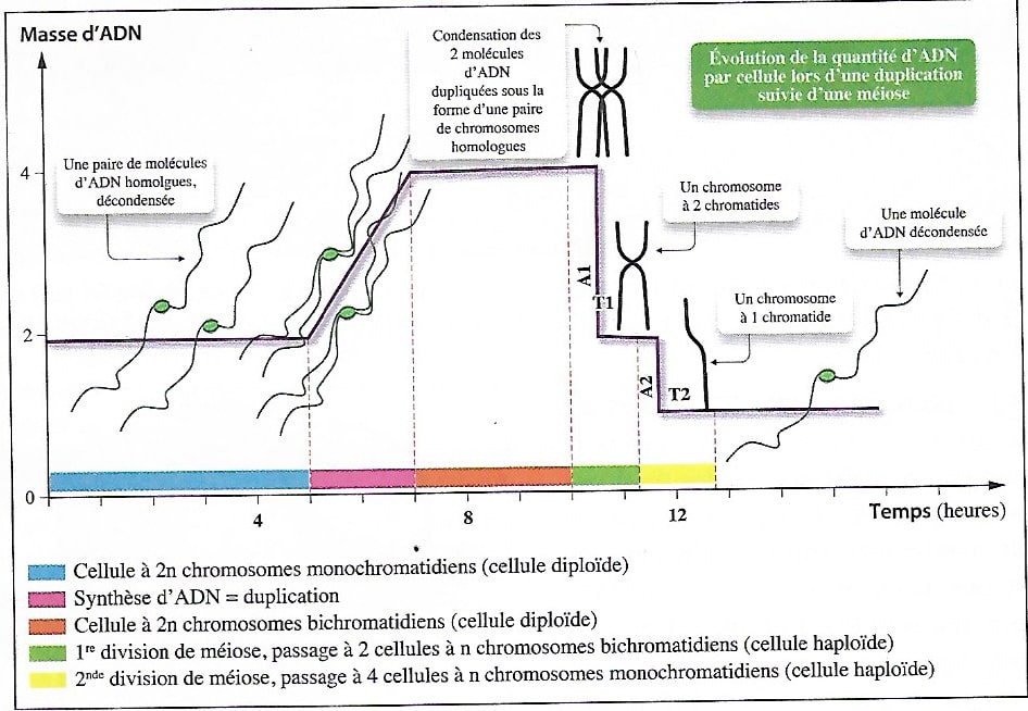 masse de l'adn